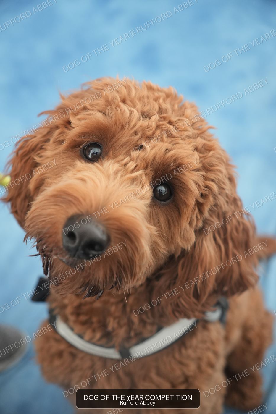 Teddy