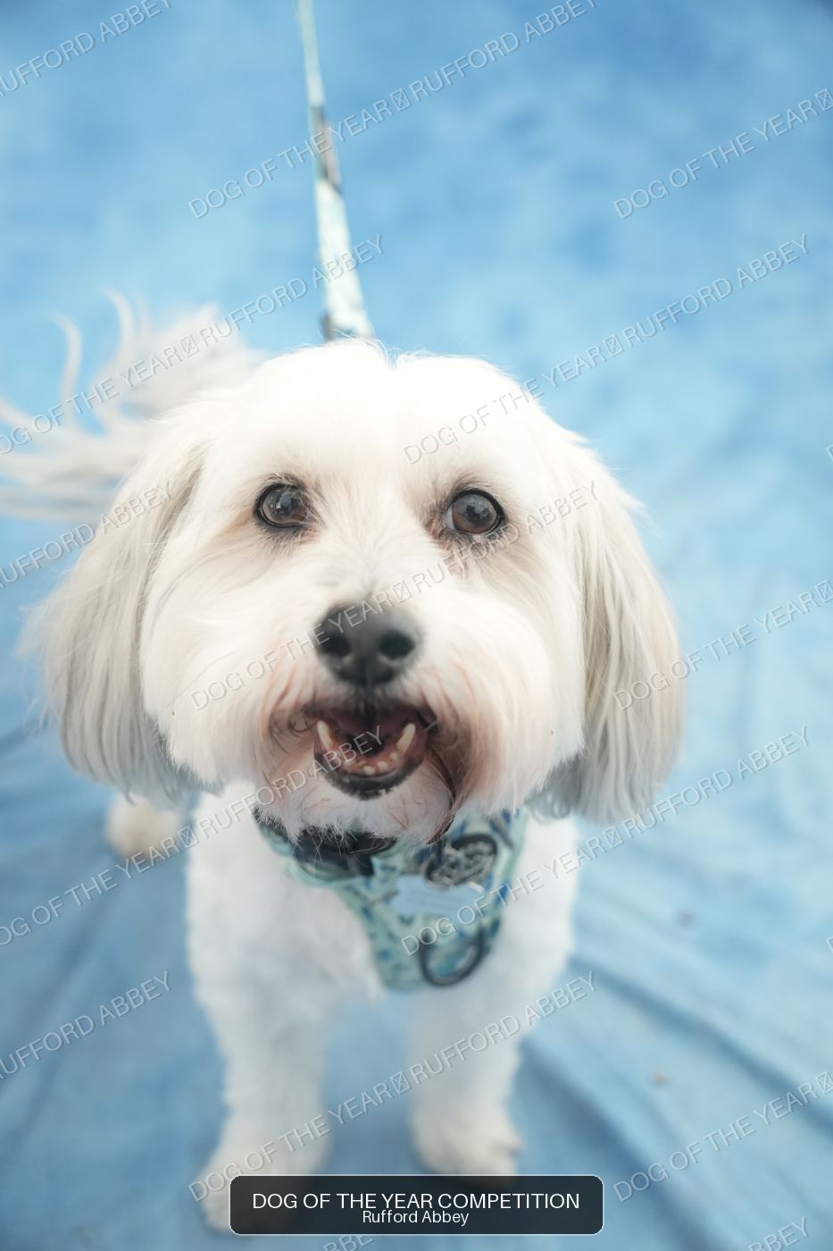 Bailey